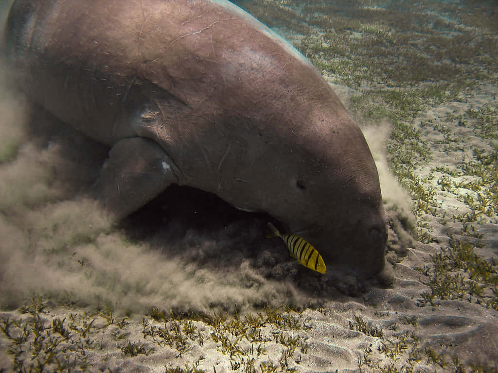 Manatee Feeding Underwater.jpg Wallpaper