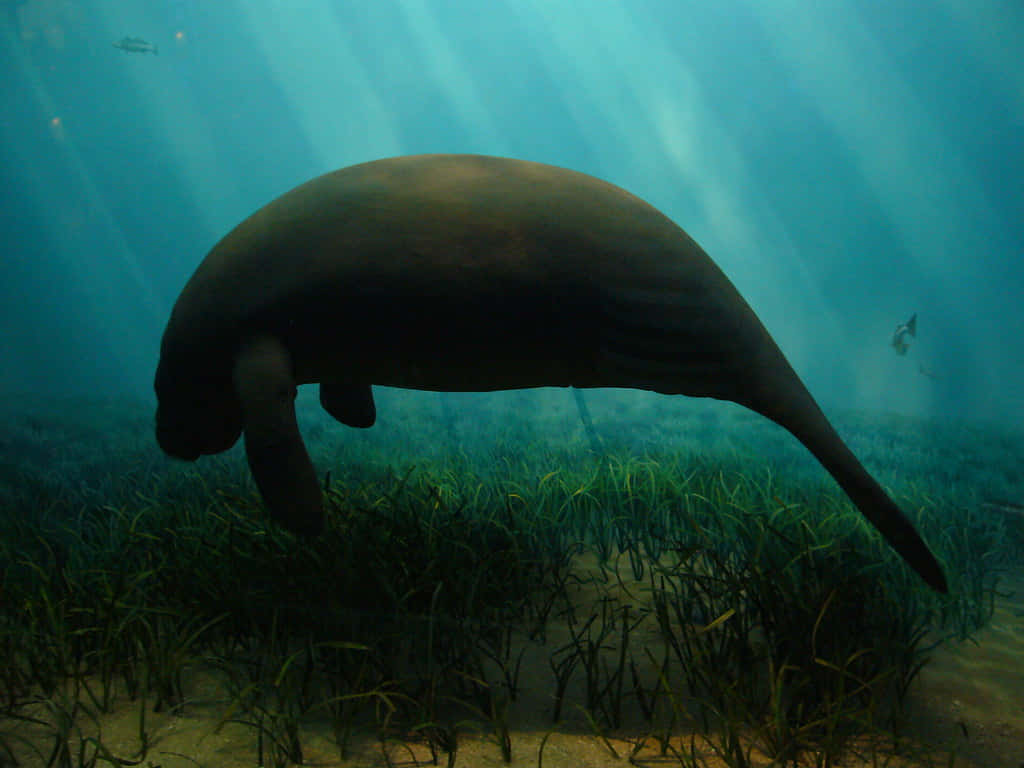 Manatee_ Grazing_ Underwater_ Sunrays.jpg Wallpaper