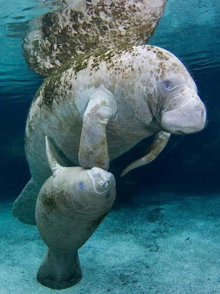 Manatee Motherand Calf Underwater Wallpaper