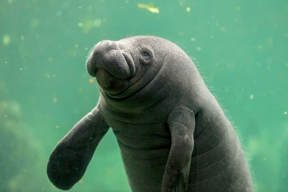 Manatee Smiling Underwater Wallpaper