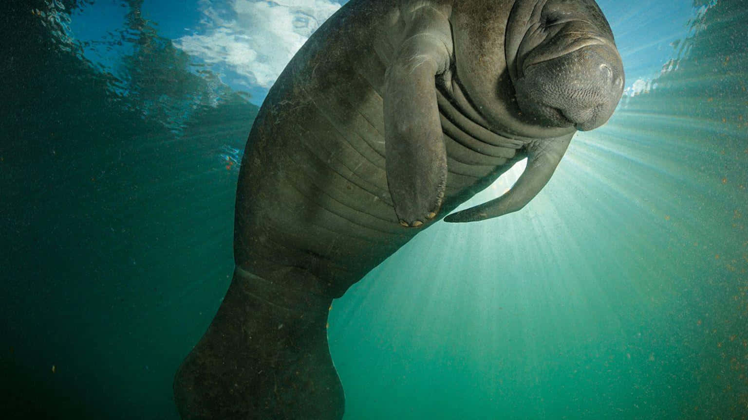 Manatee Sunbeam Underwater.jpg Wallpaper