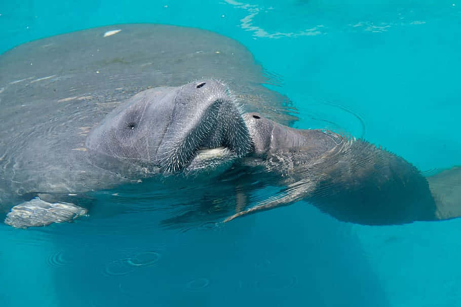 Manatee Surfacingfor Air Wallpaper