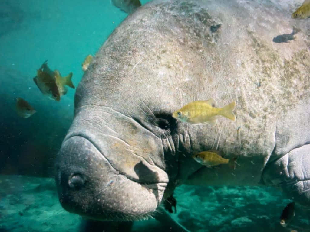 Manatee Surroundedby Fish Wallpaper