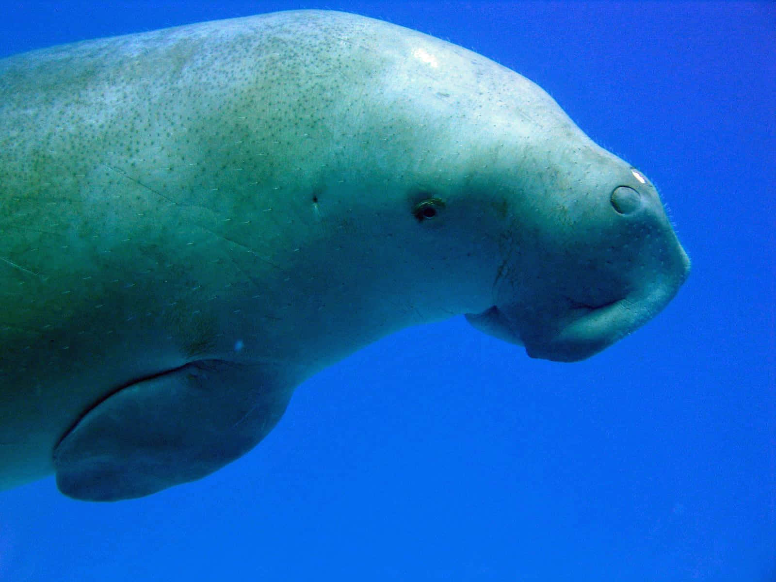 Manatee Swimming Underwater.jpg Wallpaper