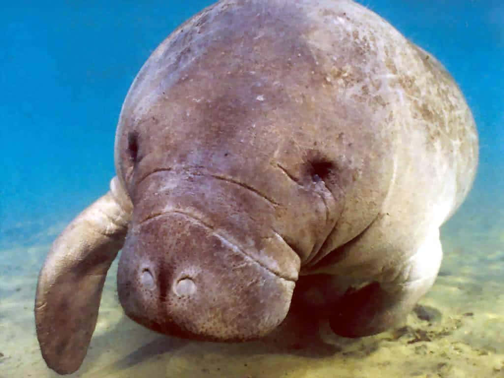 Manatee_ Underwater_ Closeup Wallpaper