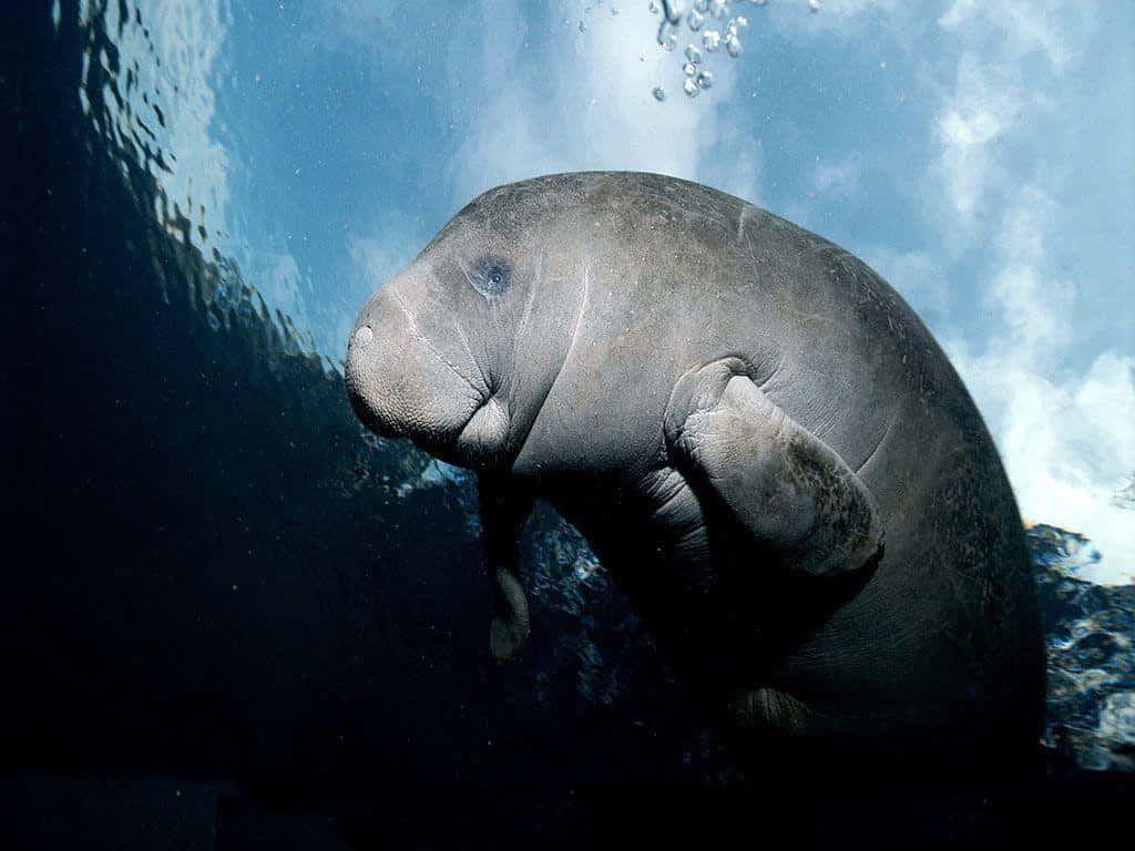 Manatee Underwater Grace.jpg Wallpaper