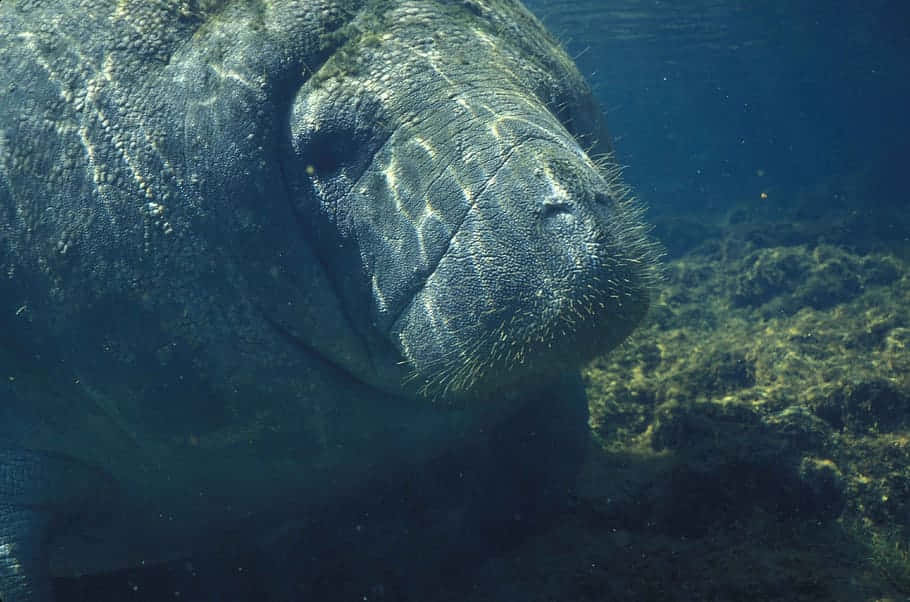 Manatee Underwater Portrait Wallpaper