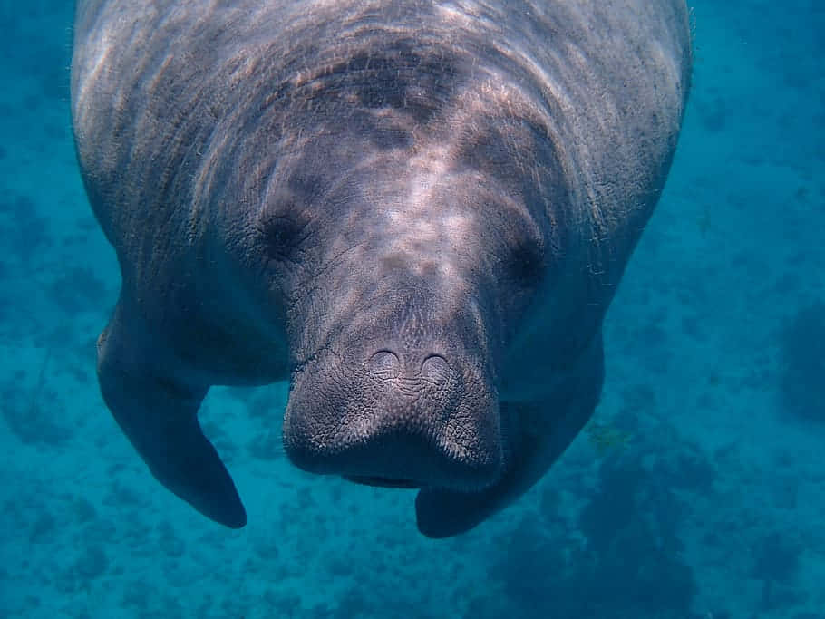 Manatee Underwater Portrait Wallpaper