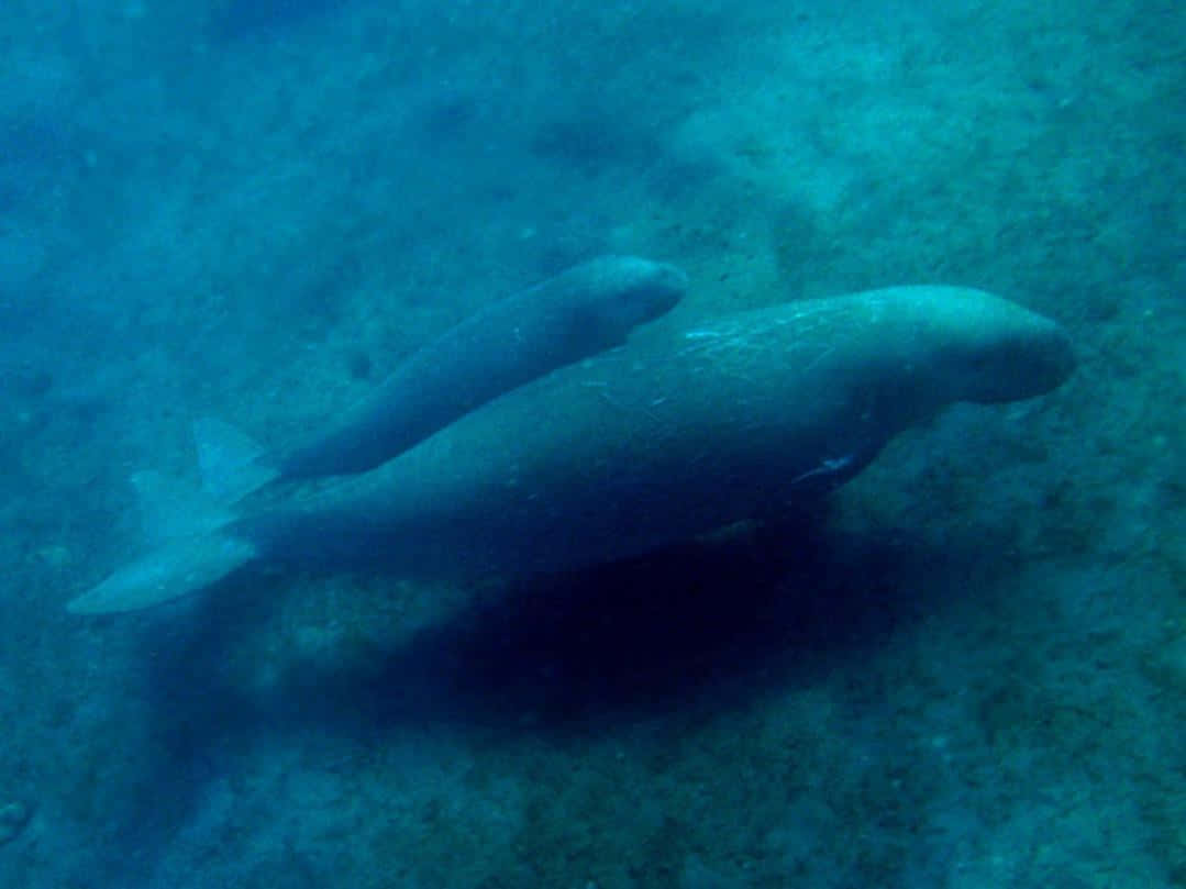 Manatee_ Underwater_ Scene Wallpaper