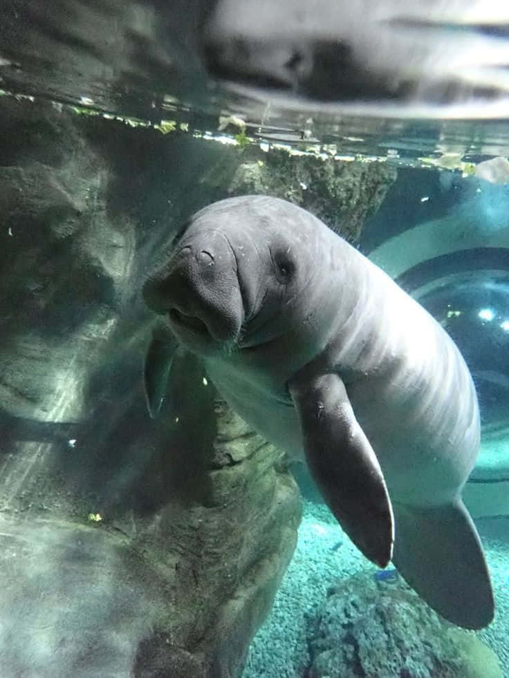 Manatee_ Underwater_ View.jpg Wallpaper