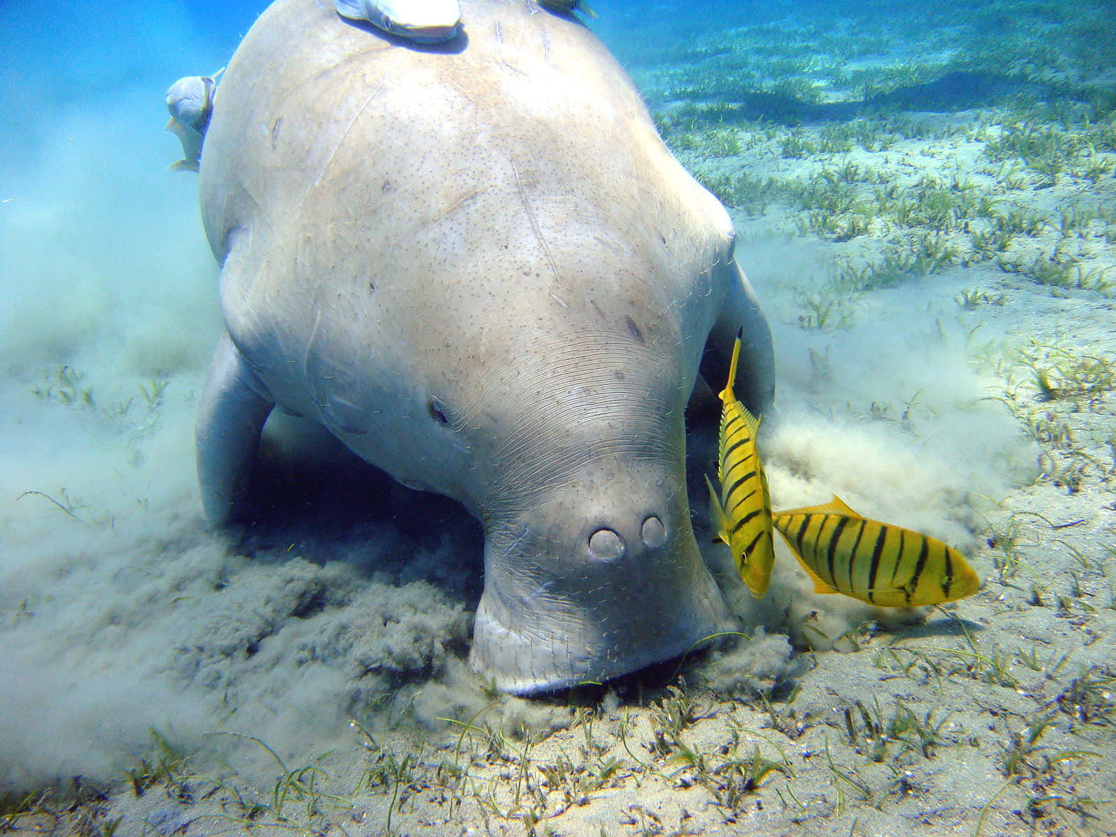 Manatee_with_ Pilot_ Fish Wallpaper