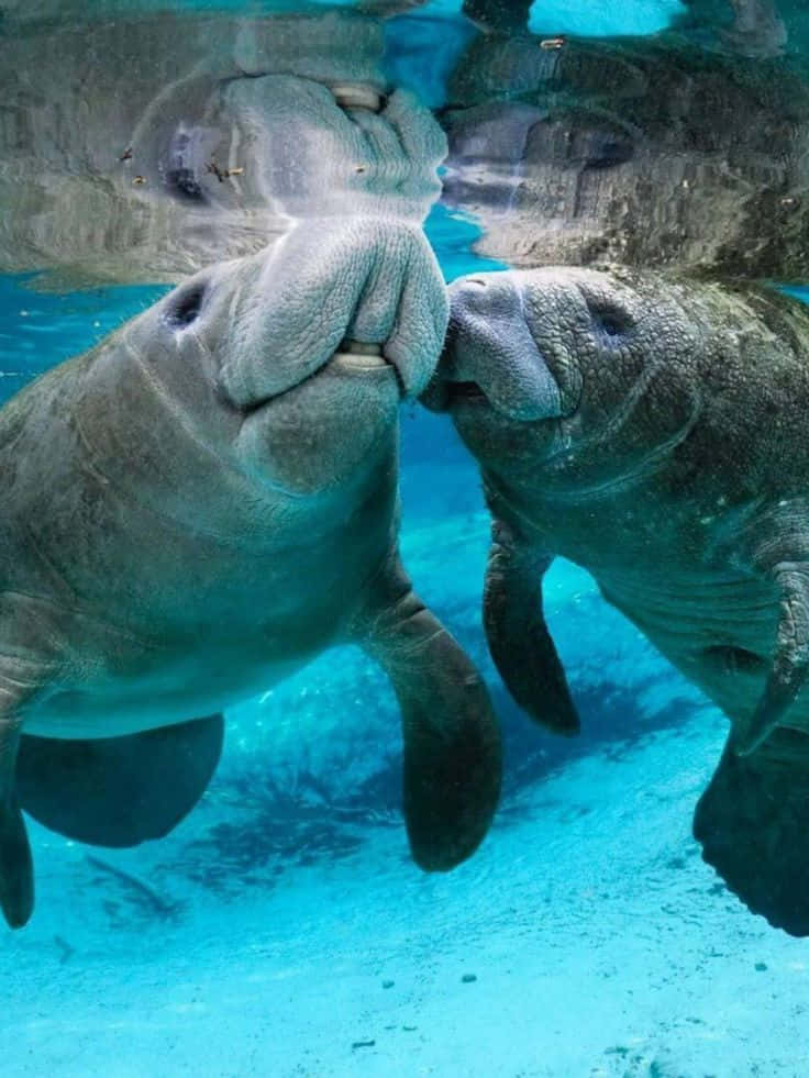 Manatees Gentle Aquatic Giants Wallpaper