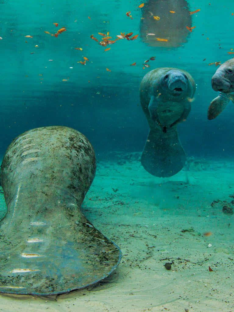 Manatees_ Swimming_ Underwater Wallpaper