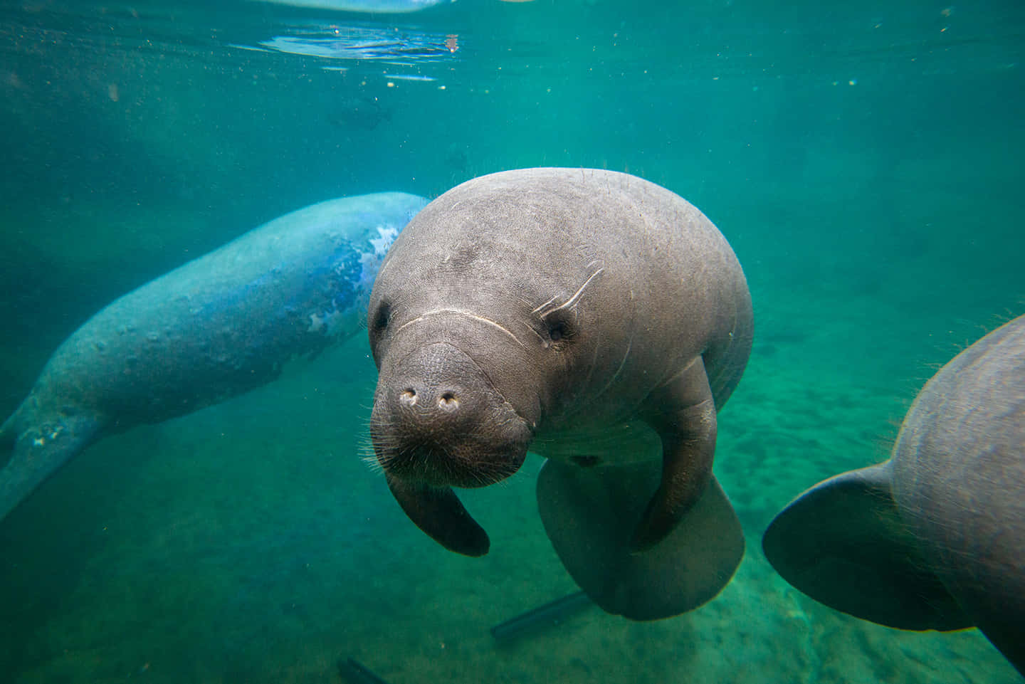 Manatees Swimming Underwater.jpg Wallpaper