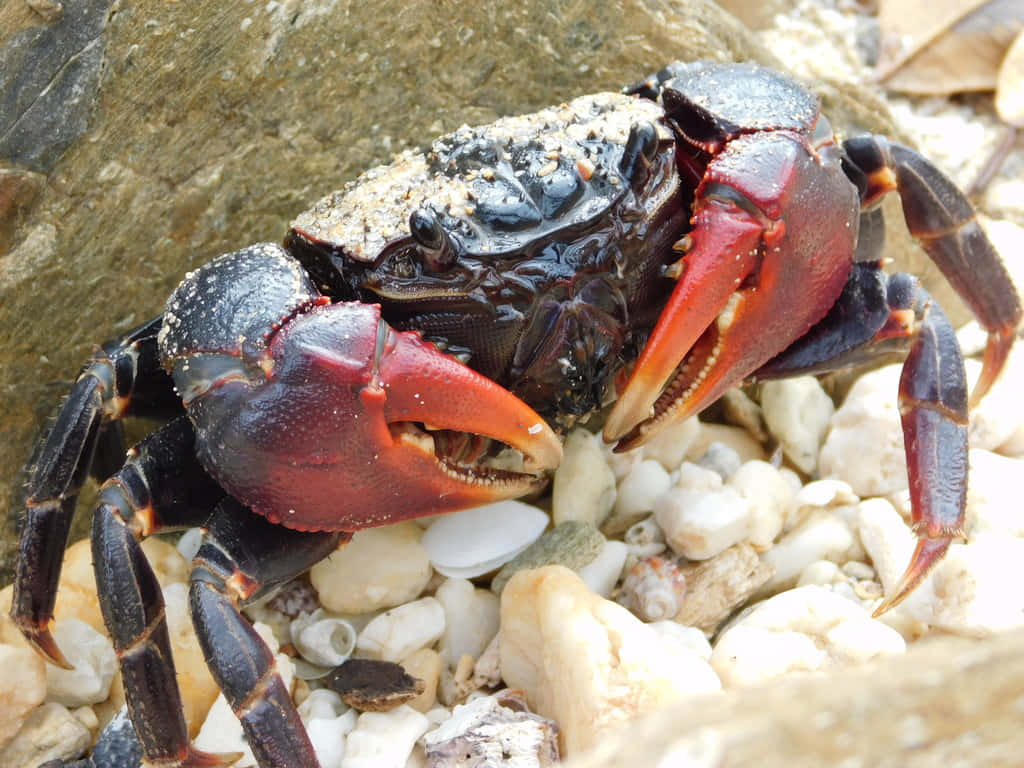 Mangrove_ Crab_ Amidst_ Rocks_and_ Shells.jpg Wallpaper