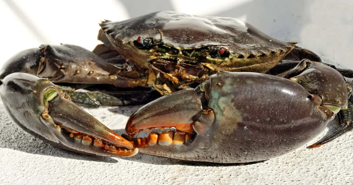 Mangrove Crab Baskingin Sunlight Wallpaper