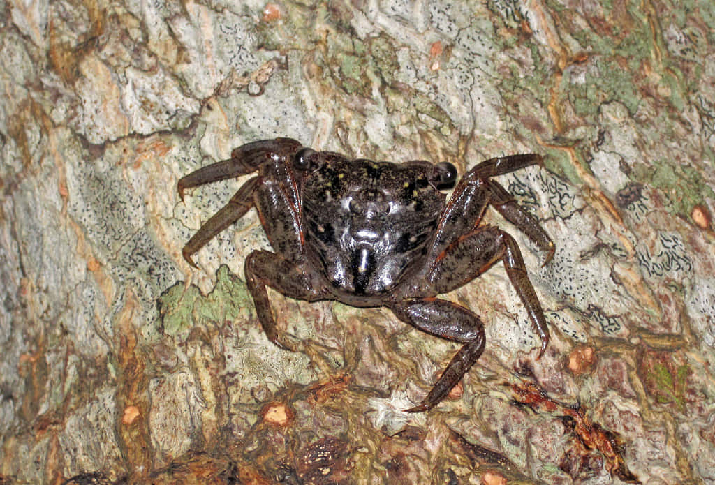 Mangrove_ Crab_ Camouflage_ Tree_ Bark.jpg Wallpaper