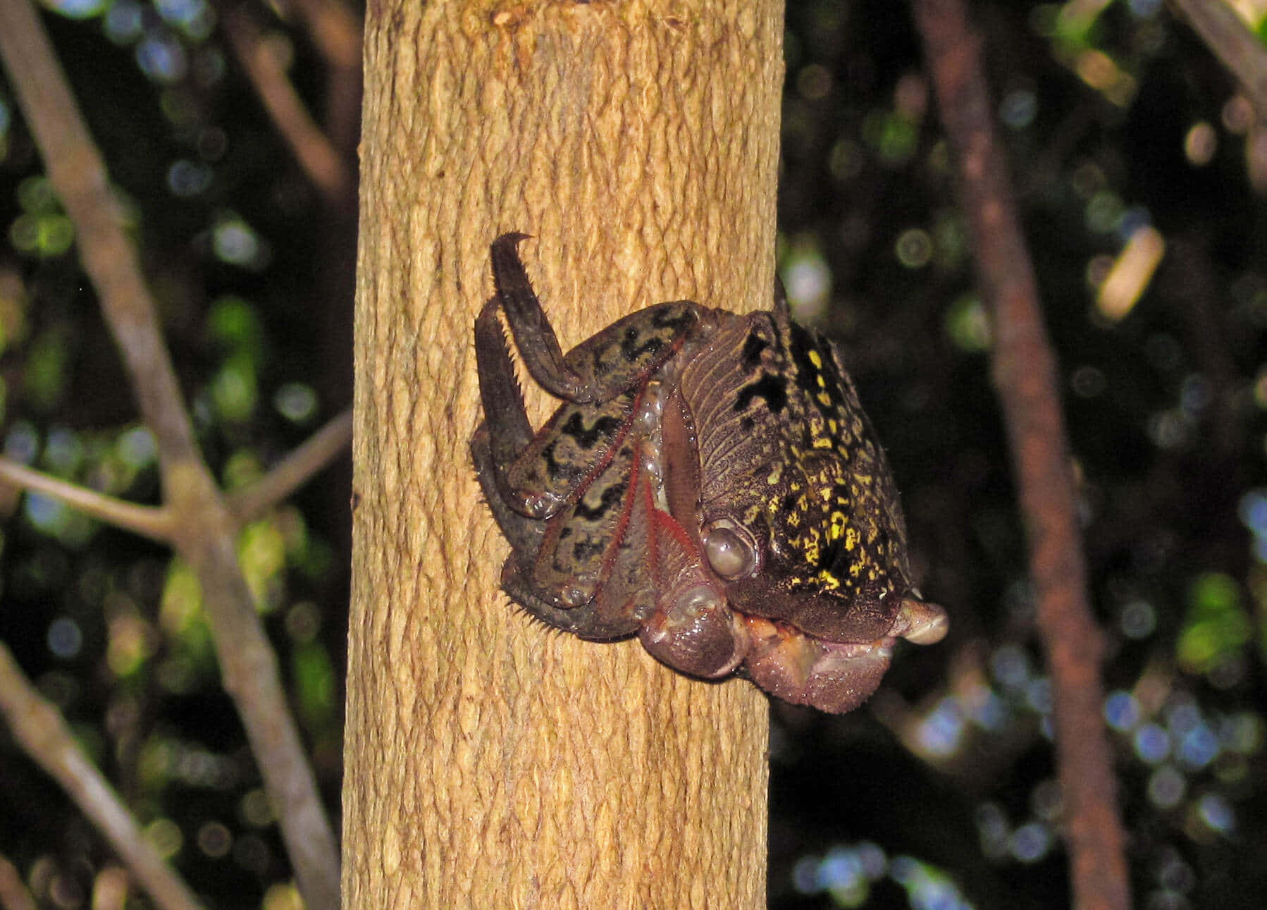 Mangrove_ Crab_ Climbing_ Tree Wallpaper