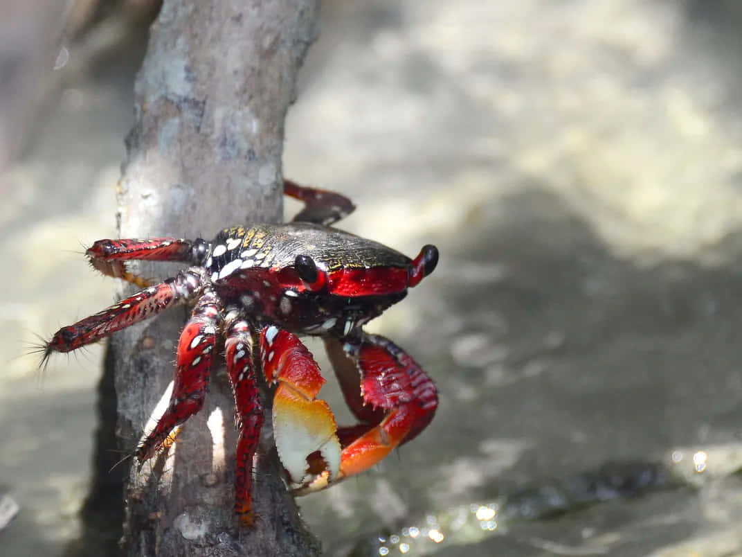 Mangrove_ Crab_ Climbing_ Tree.jpg Wallpaper