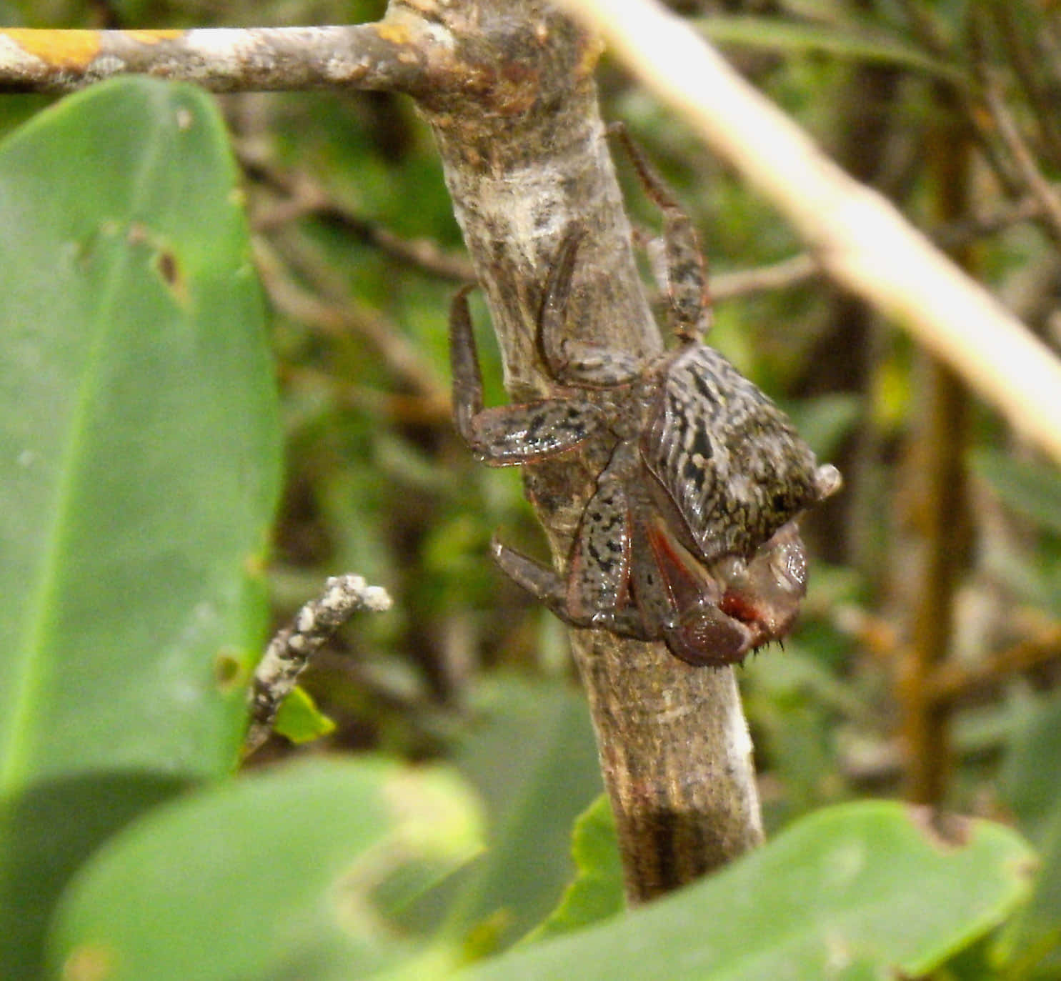 Mangrove_ Crab_ Clinging_to_ Branch.jpg Wallpaper