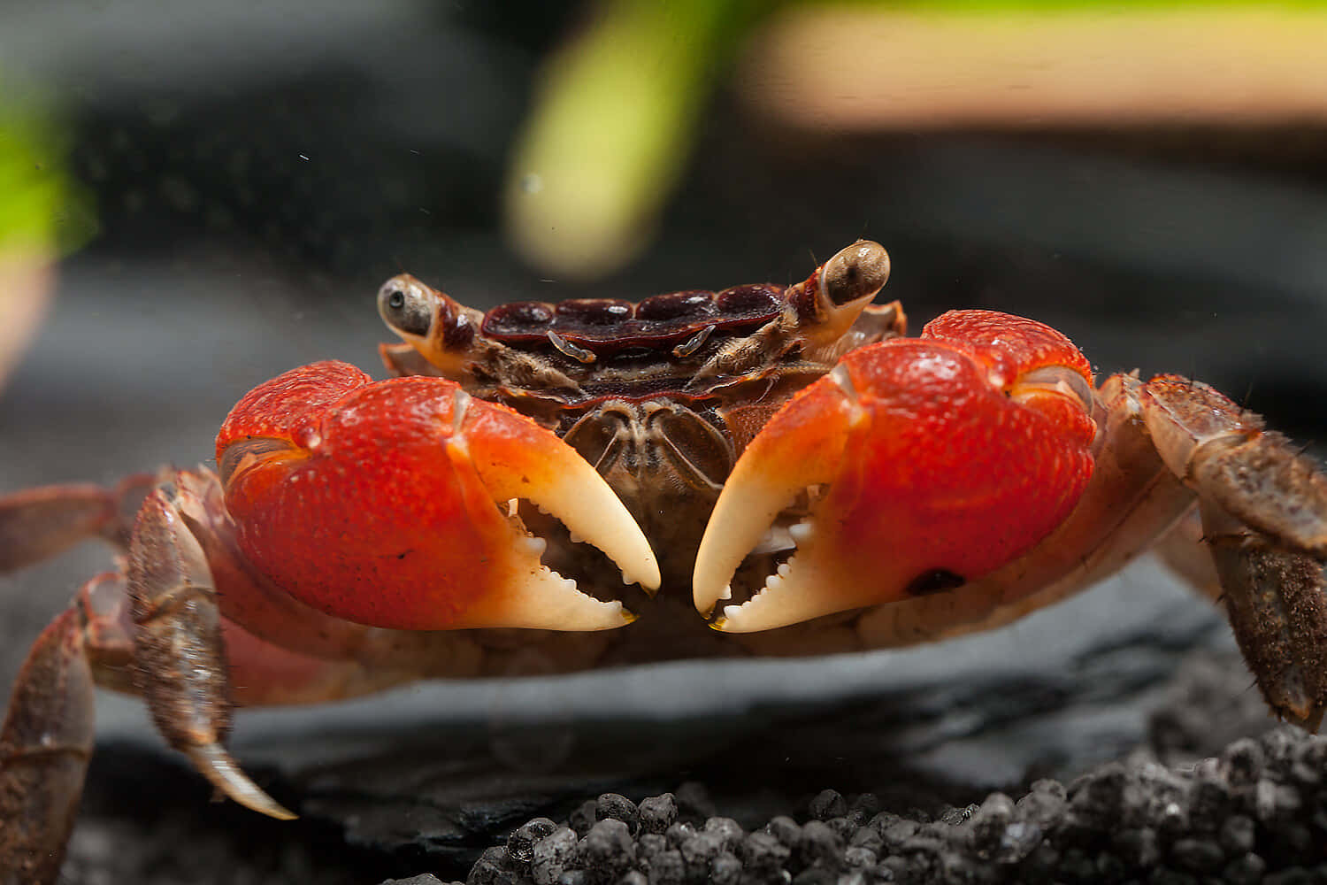 Mangrove Crab Close Up Wallpaper