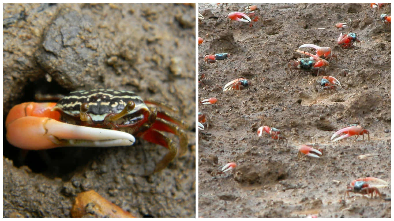 Mangrove_ Crab_ Habitat_and_ Closeup Wallpaper