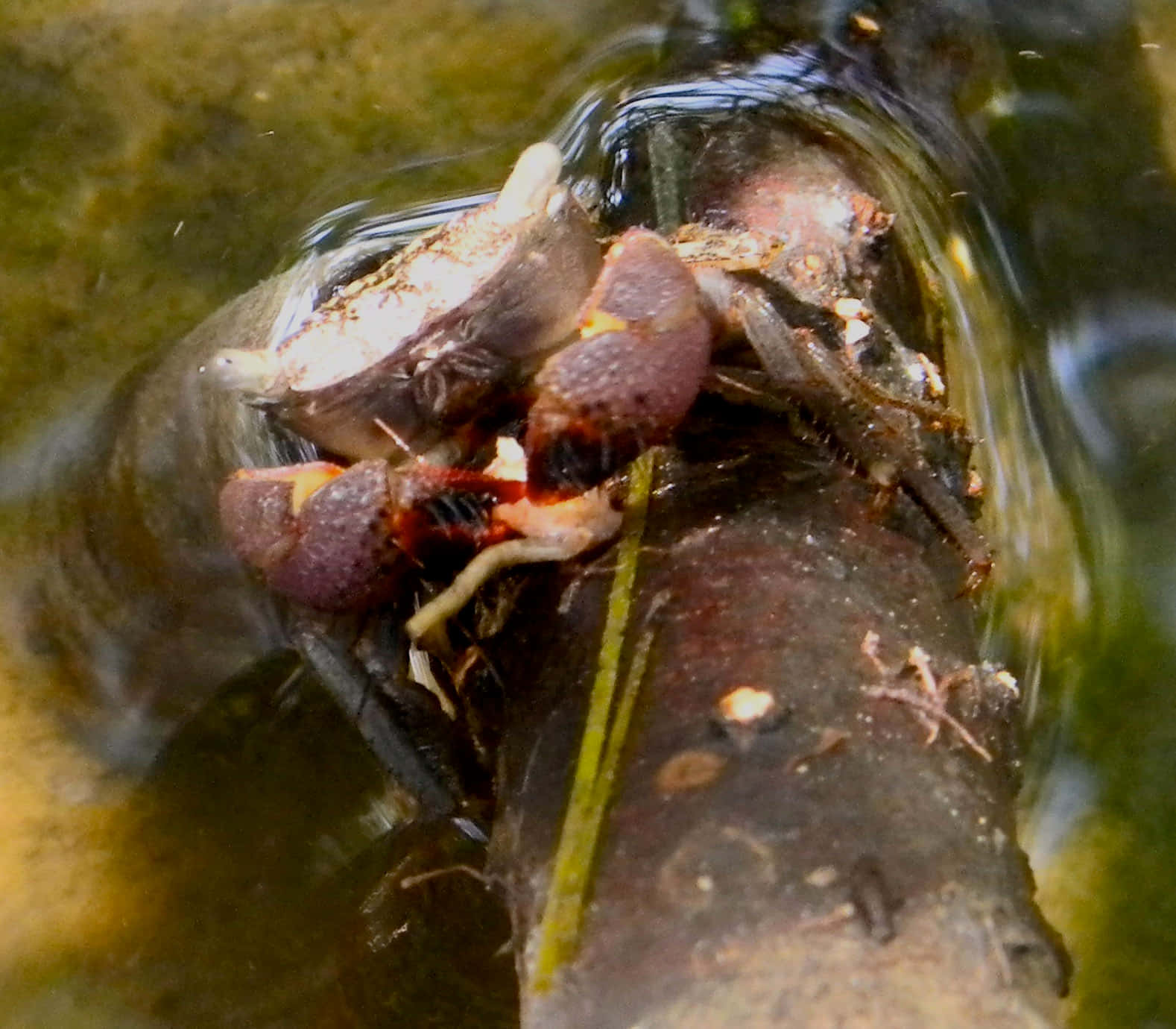 Mangrove_ Crab_ On_ Log.jpg Wallpaper