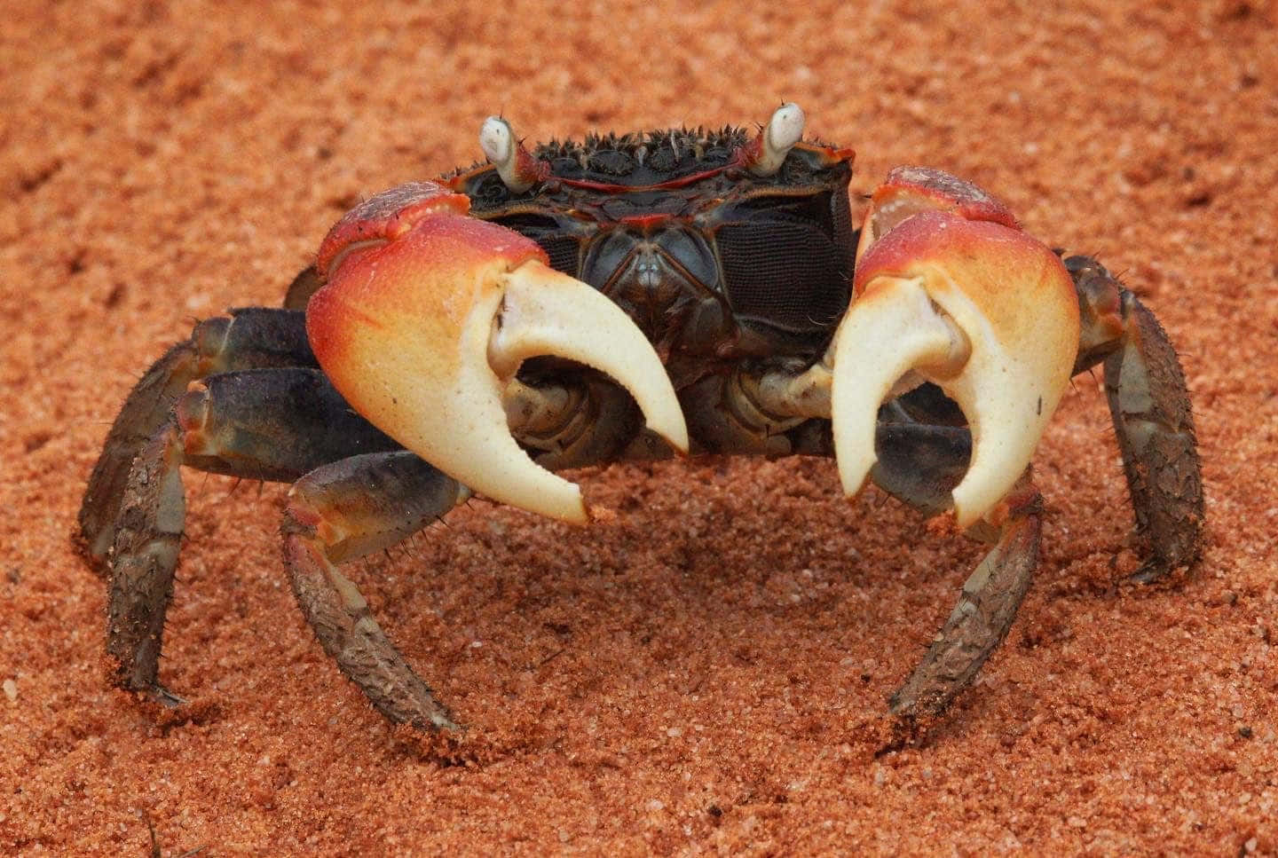 Mangrove Crab On Sand Wallpaper