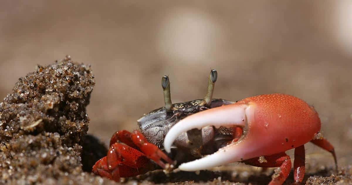 Mangrove Crab On Sand Wallpaper