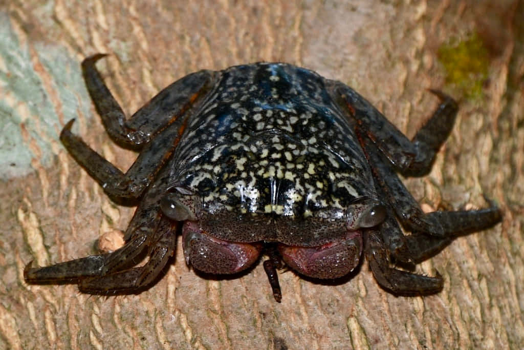 Mangrove Crab On Tree Bark Wallpaper