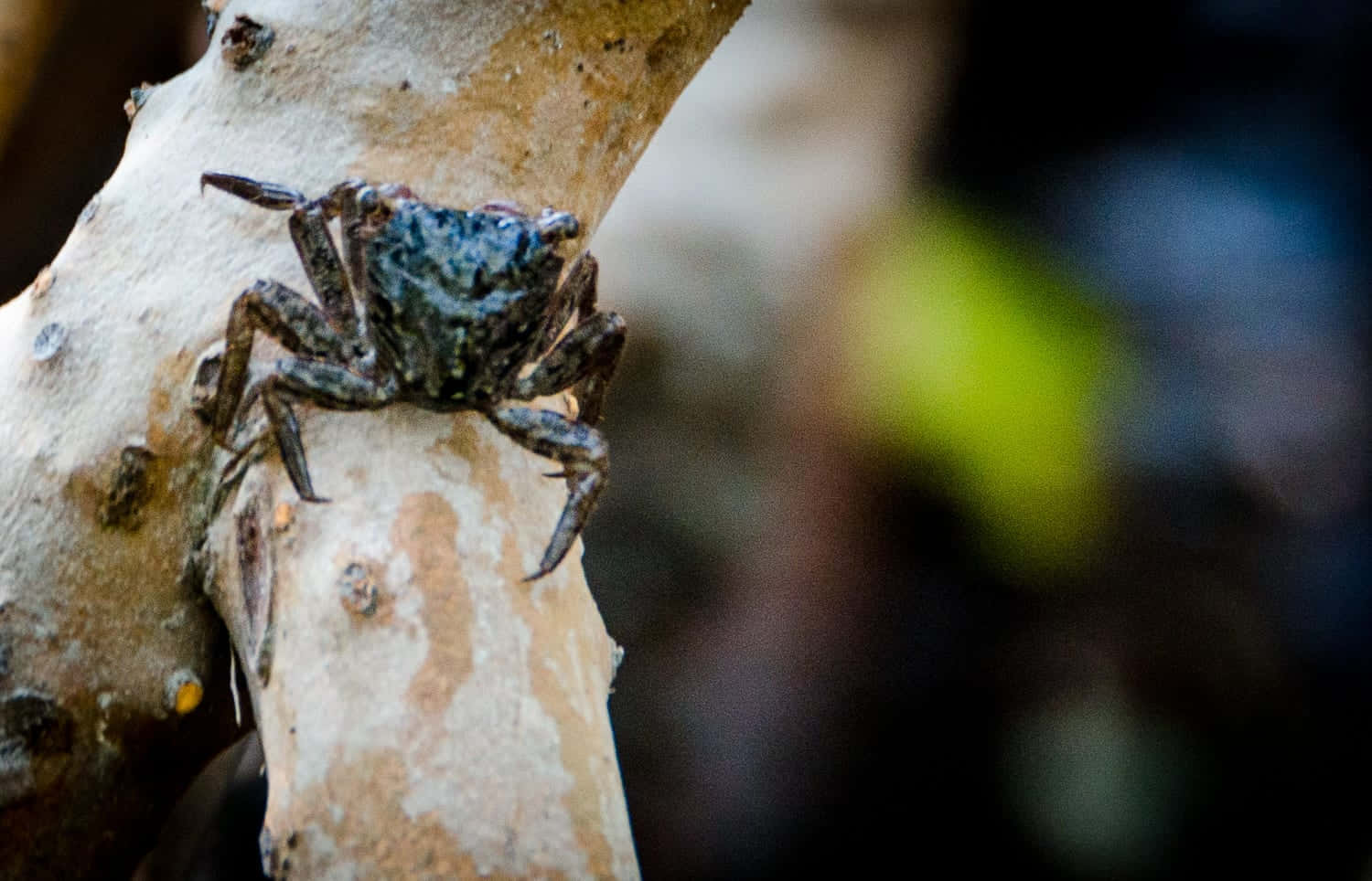 Mangrove_ Crab_ Perched_on_ Tree_ Branch.jpg Wallpaper