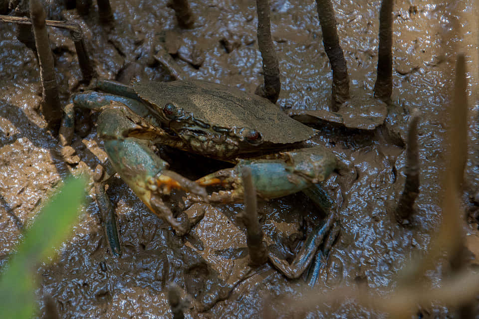 Mangrove Crabin Natural Habitat.jpg Wallpaper