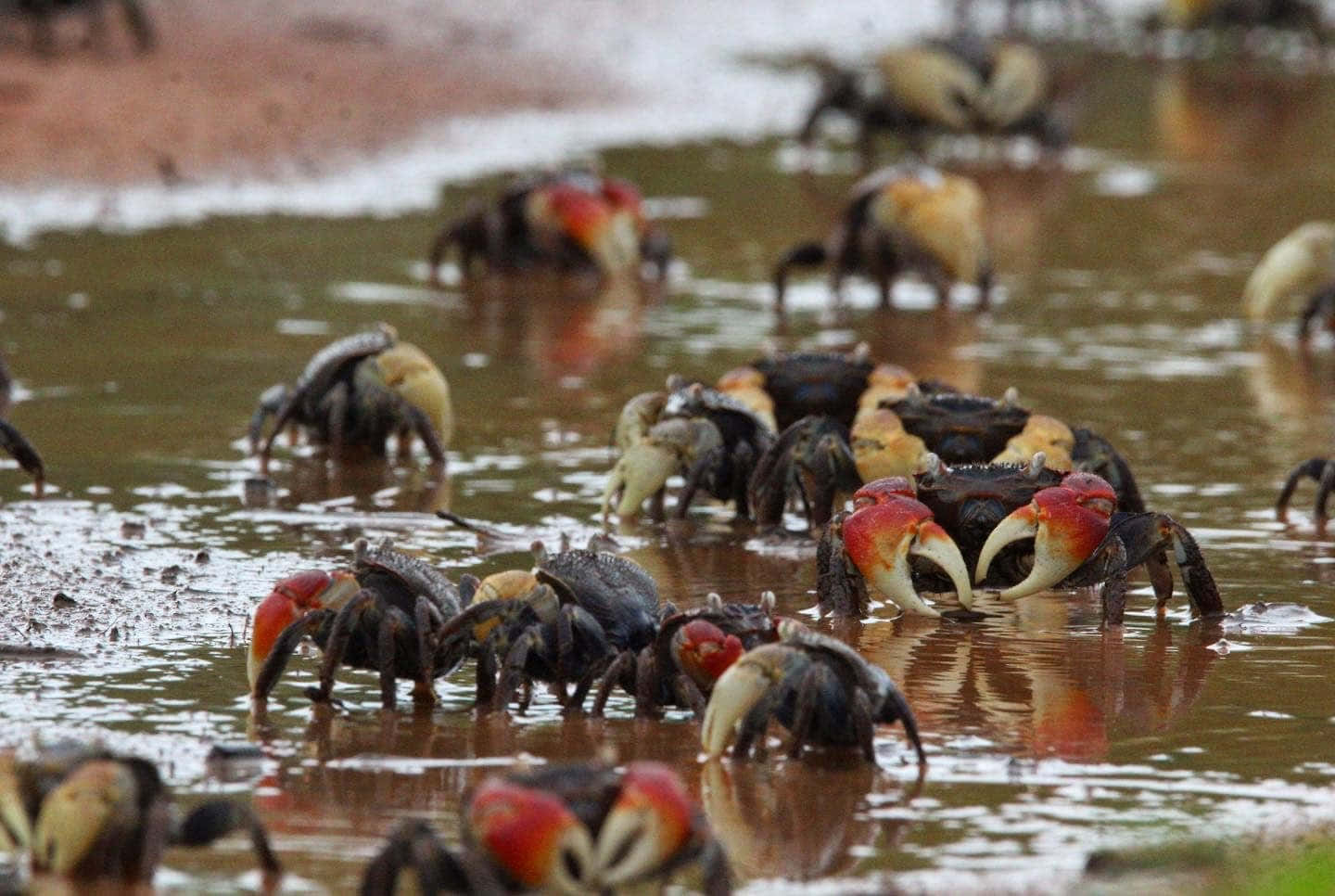 Mangrove_ Crabs_ Gathering.jpg Wallpaper