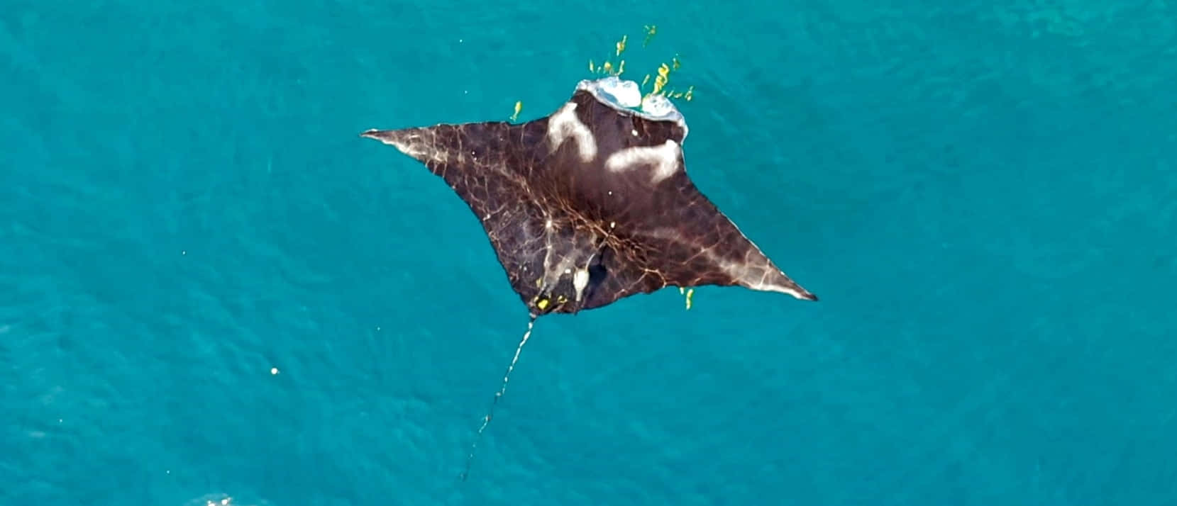 Manta Ray Gliding Over Blue Ocean Wallpaper