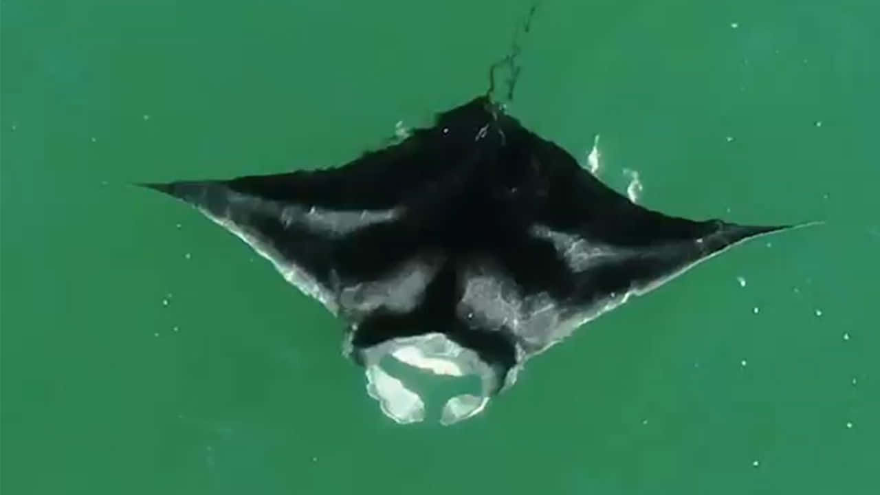 Manta Ray Gliding Through Green Waters Wallpaper