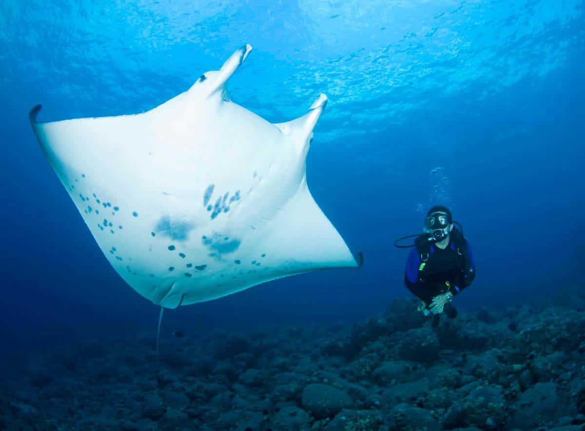 Manta Rayand Diver Underwater Encounter Wallpaper