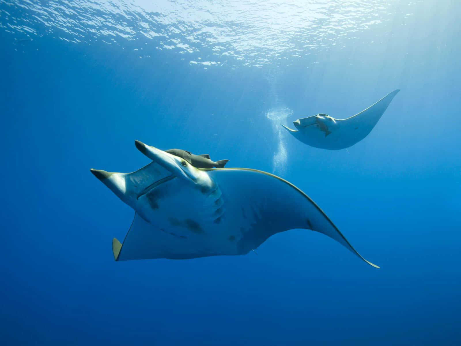 Manta Rays Gliding Underwater.jpg Wallpaper