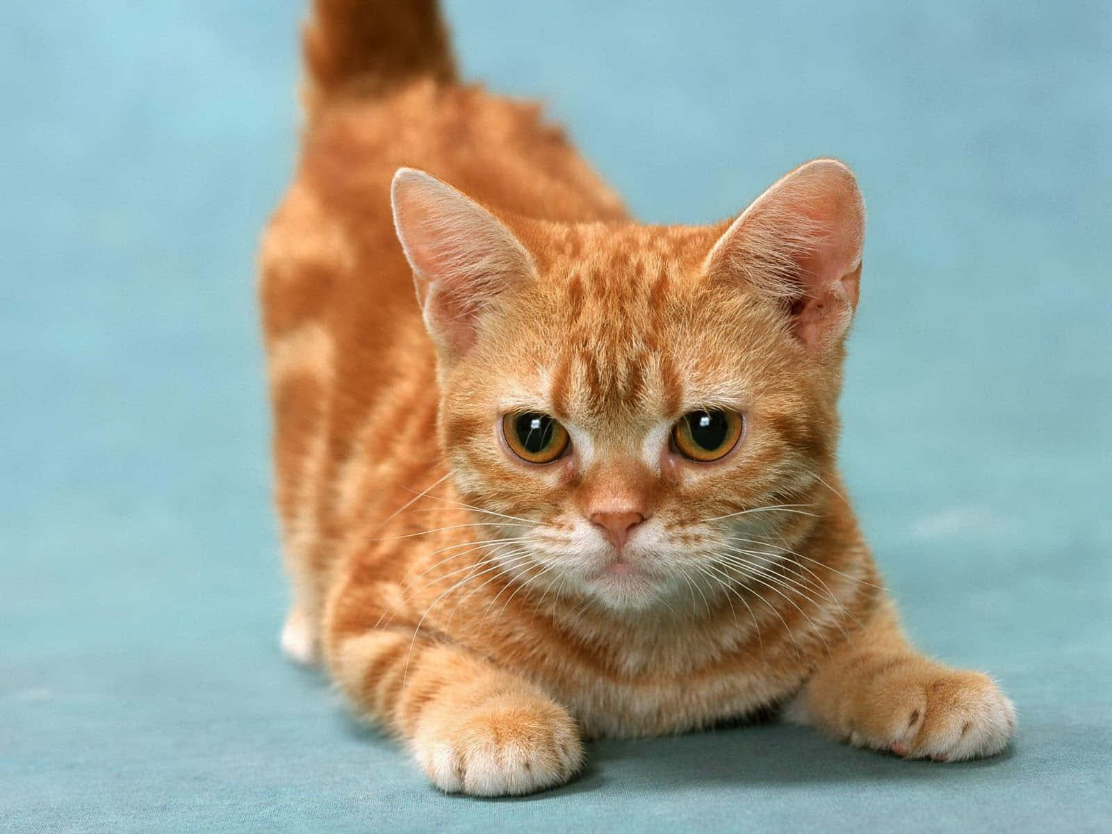 Manx Cat Posing Gracefully On A Wooden Floor Wallpaper