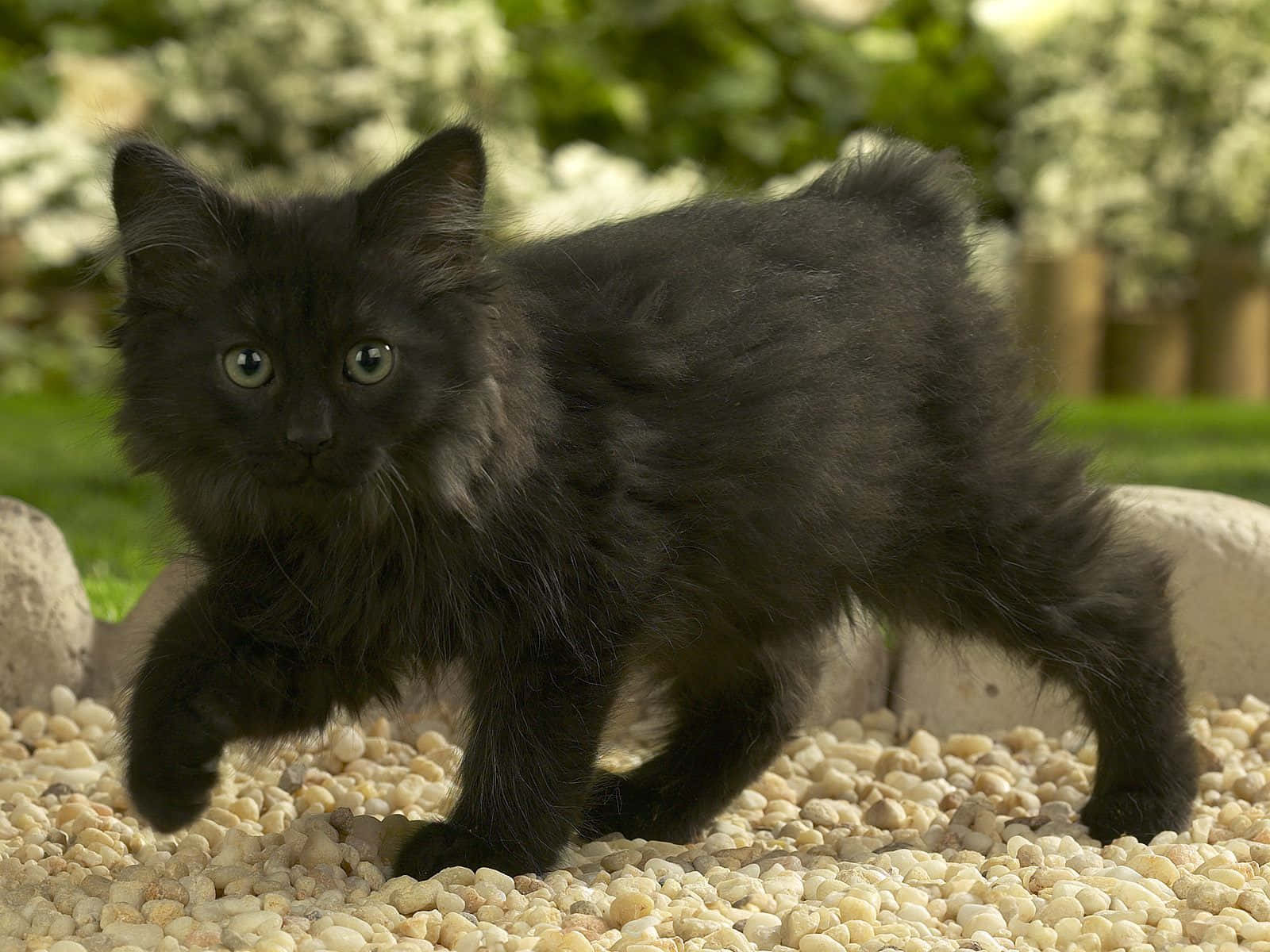 Manx Cat Relaxing On Grass Wallpaper