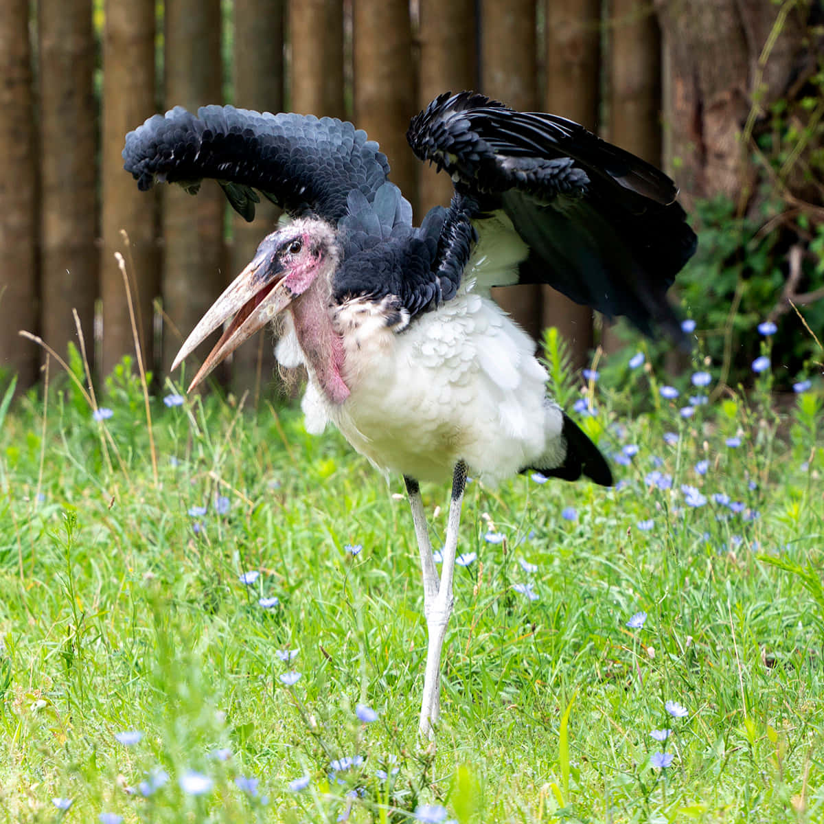 Marabou Stork Spreading Wings Wallpaper