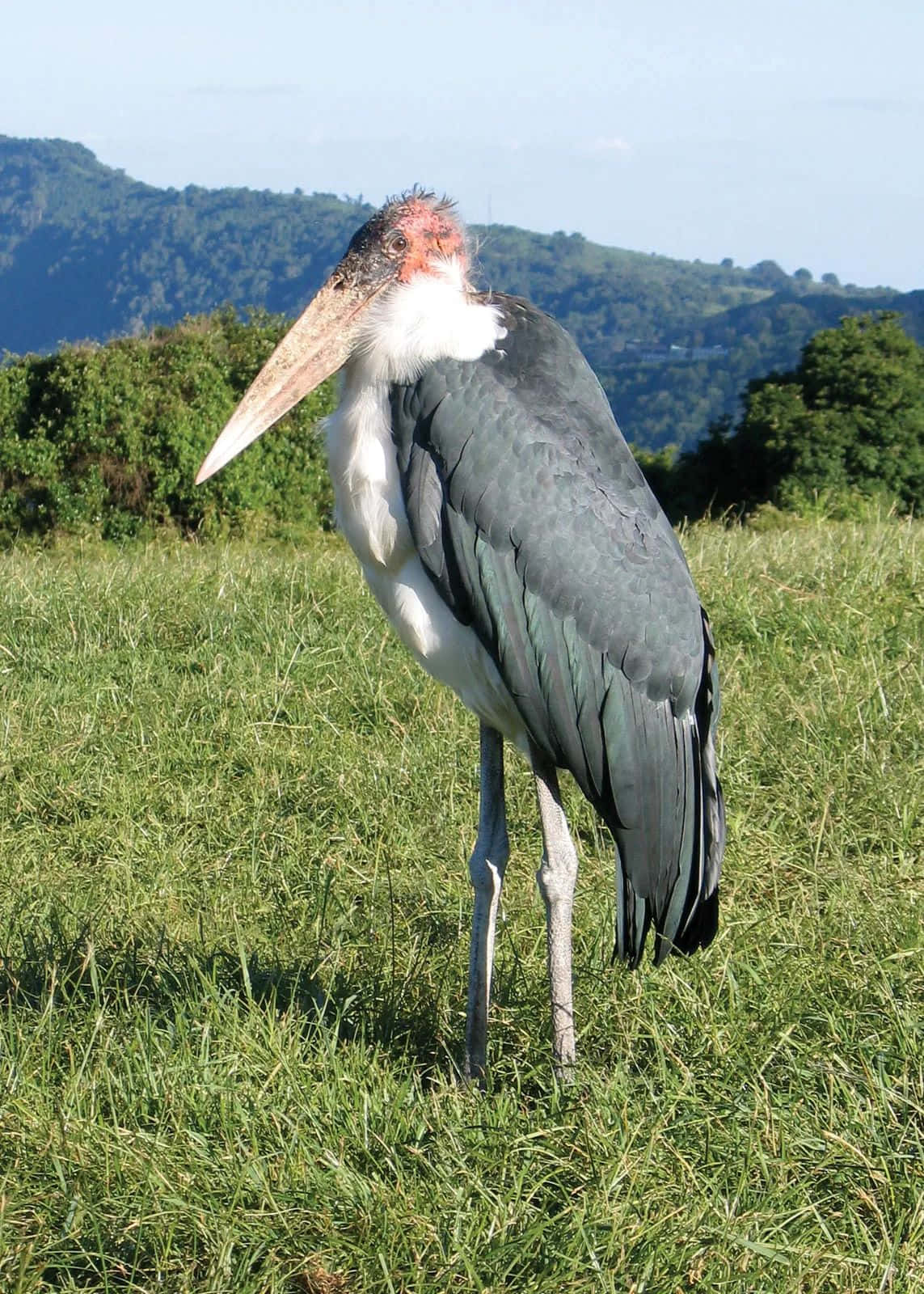 Marabou Storkin Grassland.jpg Wallpaper