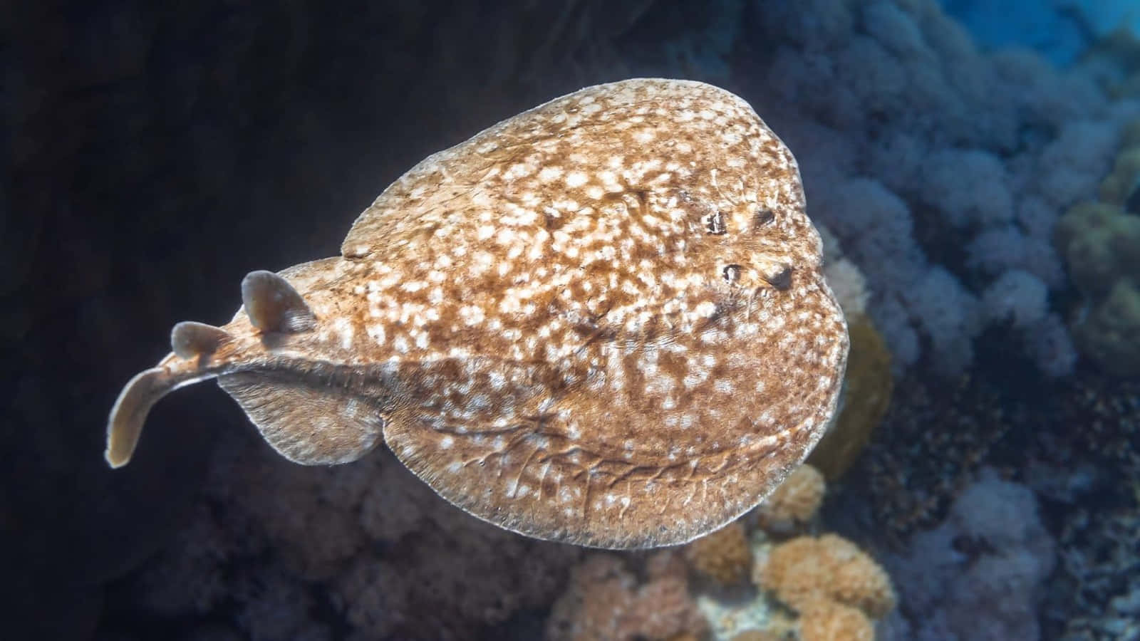 Marbled Electric Ray Ocean Bed Wallpaper