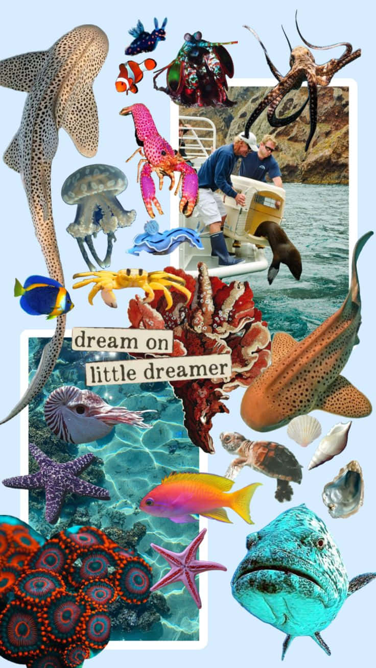 Marine Life Collage_ Dream On Little Dreamer Wallpaper