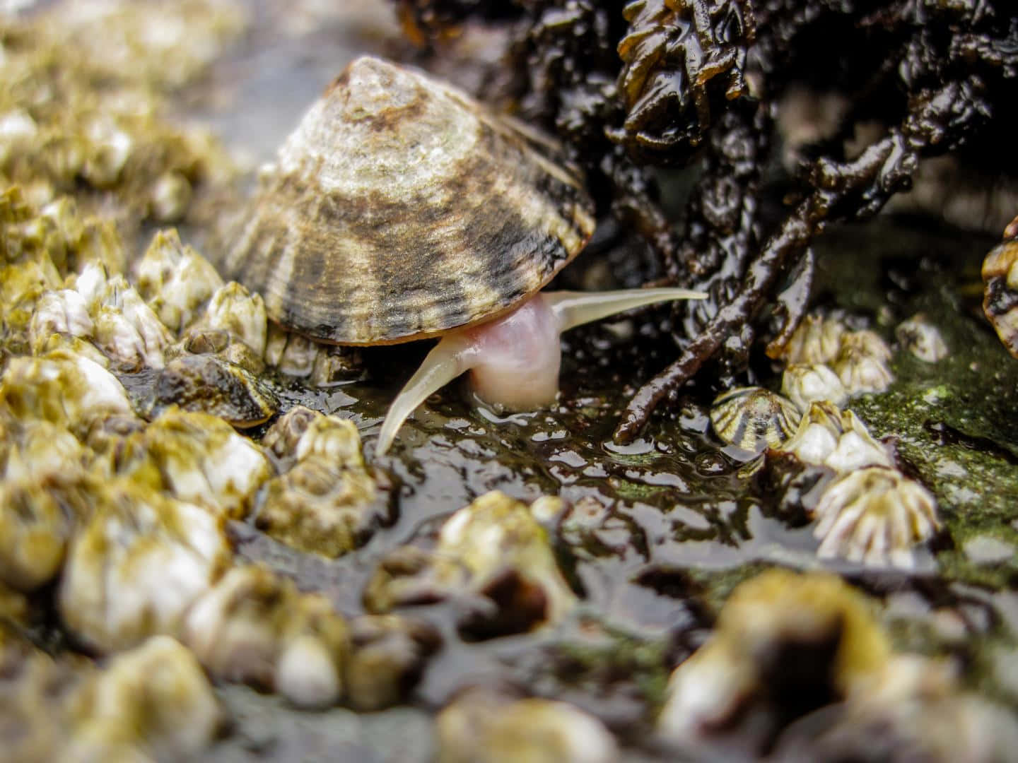 Marine Snailon Rocky Shore.jpg Wallpaper