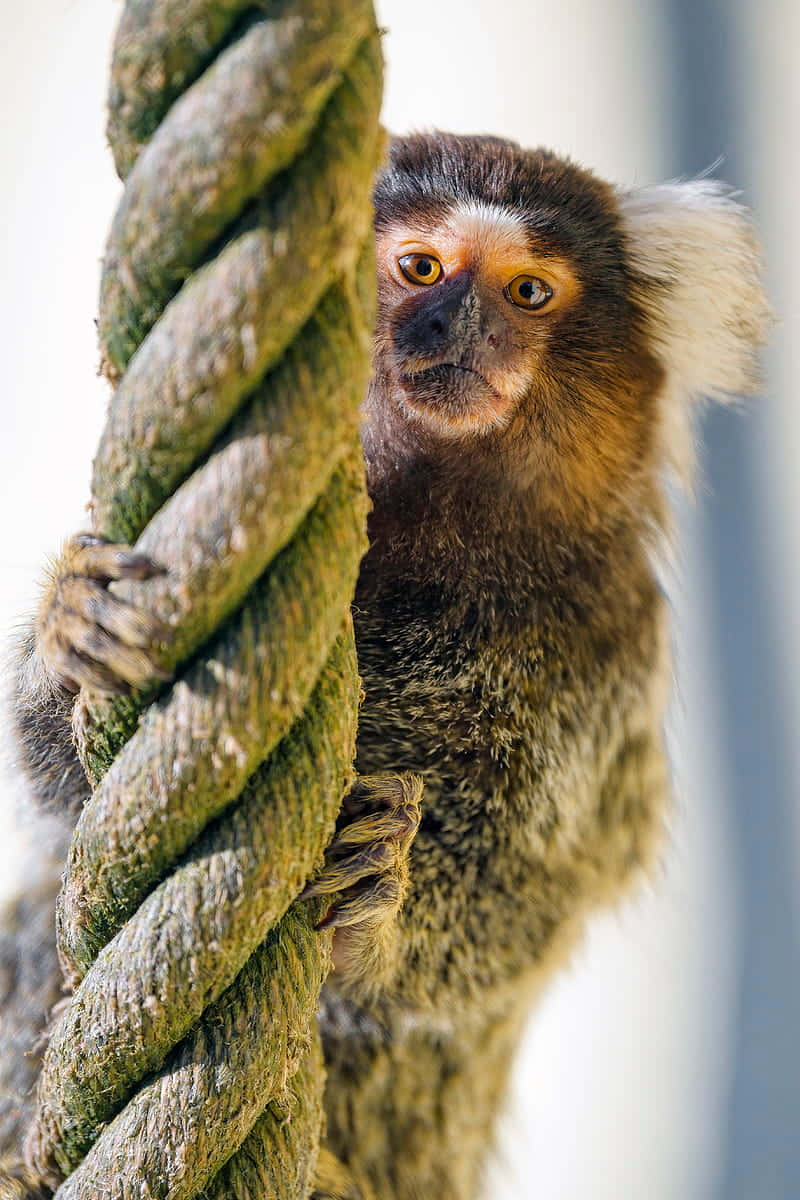 Marmoset Clinging To Rope.jpg Wallpaper