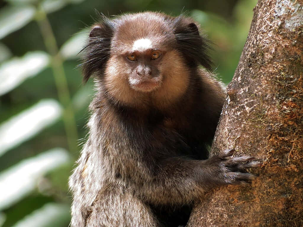 Marmoset Clinging To Tree Wallpaper