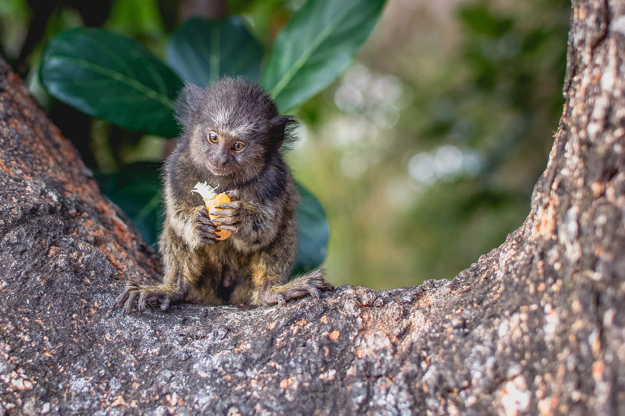 Marmoset Eating Fruit On Tree Wallpaper