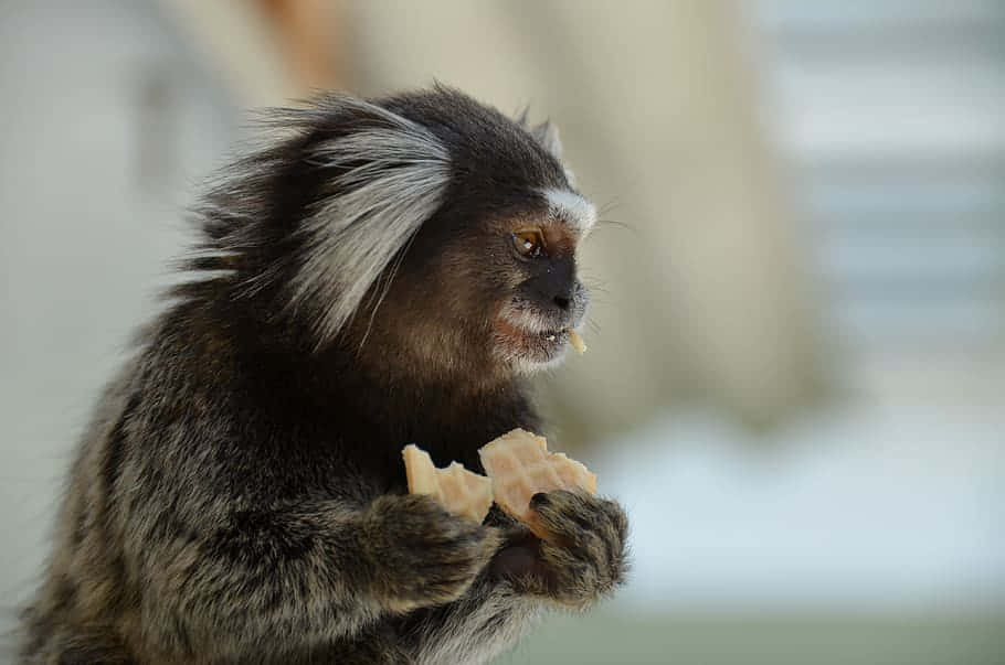 Marmoset Enjoyinga Snack Wallpaper