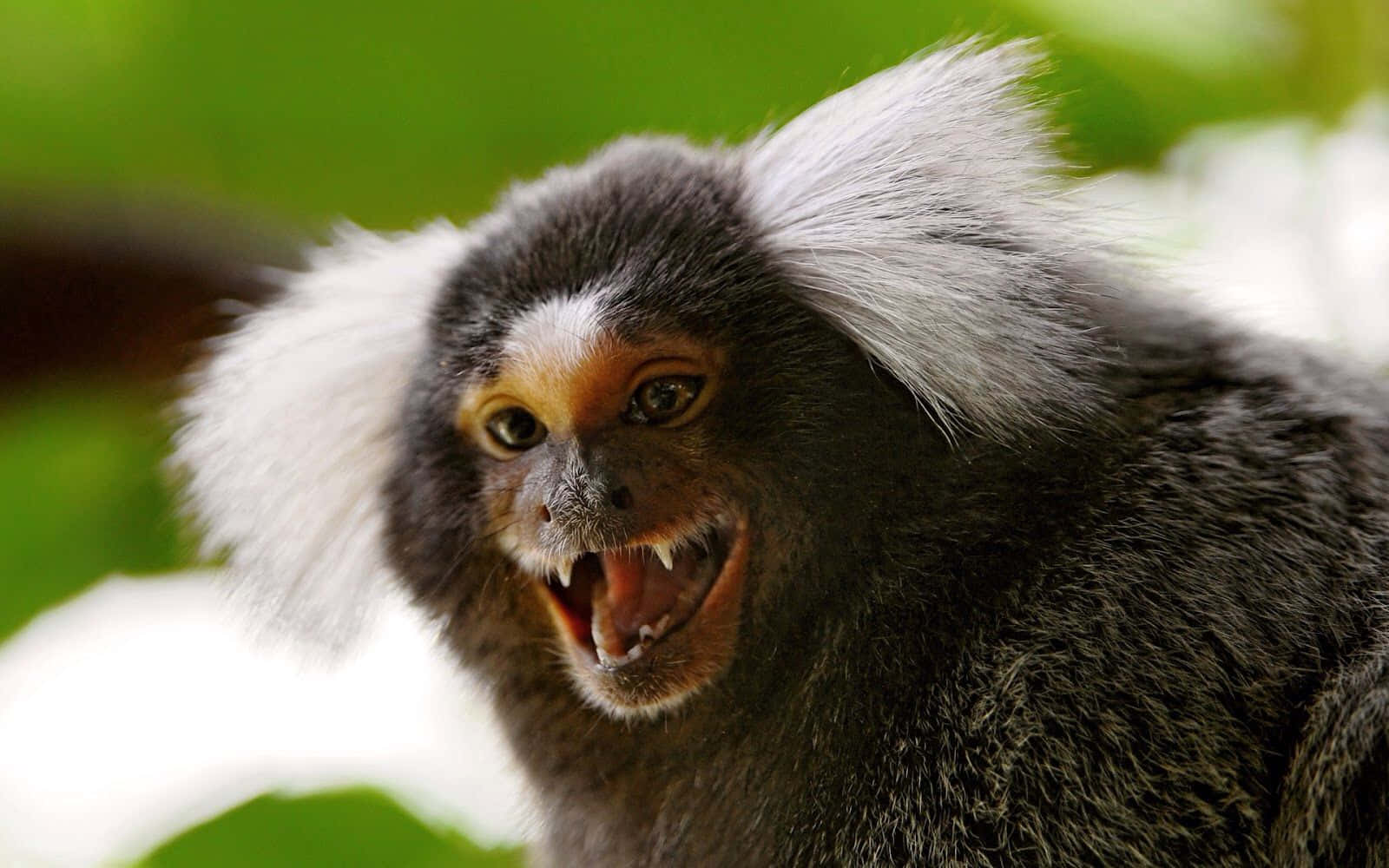 Marmoset Expressive Facial Expression Wallpaper