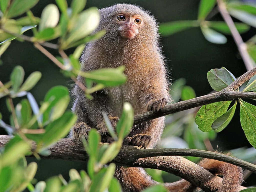 Marmoset Monkeyin Green Foliage.jpg Wallpaper